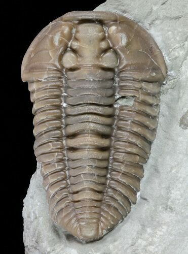 Flexicalymene Trilobite - Ohio #61046